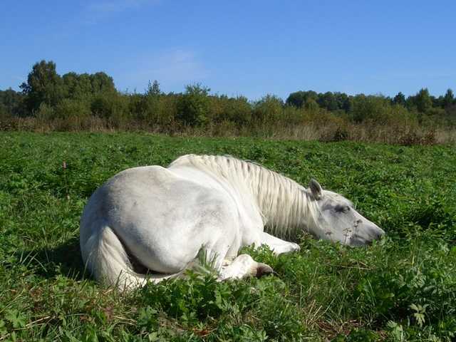 Лошади как спят стоя или лежа фото